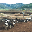Konyn Dairy
