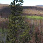 Colorado’s current mountain pine beetle epidemic is poised to kill 90 percent of the state’s lodgepole pine trees while leaving the region highly vulnerable to forest fires.