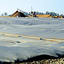 Vintage Dairy's covered lagoon processes waste from the farm's 5,000 cows, producing about 250,000 cubic feet of biogas per day.