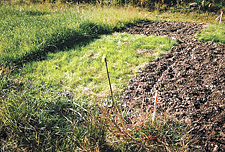 petroleum tolerant grasses