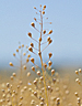 Camelina, green jet biofuel