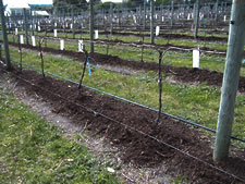 compost application in Australian vineyard 