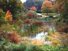 Philadelphia constructed wetlands