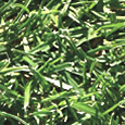 Dupont herbicide compost Imprelis aminocyclopyrachlor