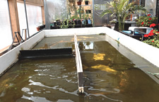 photo bioreactor algae renewable energy
