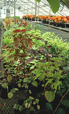 Citywide Nursery, New York City