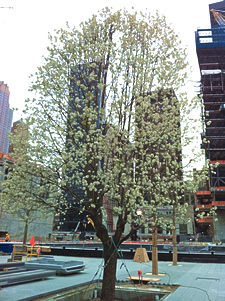 9/11 Survivor Tree