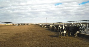 Dry lot dairy manure to energy