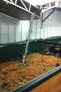 Shredded food in vermicomposting bin