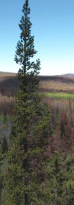 Colorado’s current mountain pine beetle epidemic is poised to kill 90 percent of the state’s lodgepole pine trees while leaving the region highly vulnerable to forest fires.