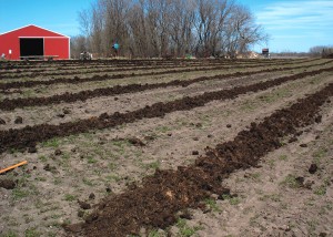Compost is spread heavily to focus fertility for row crops on Gardens of Eagan farm in Eureka Township, Minnesota.