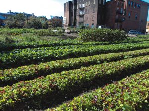 Findlay Market cleaned up several vacant lots in the surrounding area, and trained urban farmers on how to grow commercially on less than one acre.