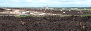 Cattle feedlot located in Texas Rolling Plains region