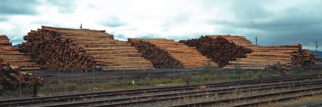 Logs stripped of their bark are stockpiled at an ocean terminal in Oregon.
