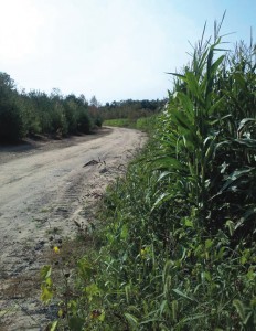 The corn crop yield was about 25 tons/acre the first season. This was encouraging, given that it was a dry summer.