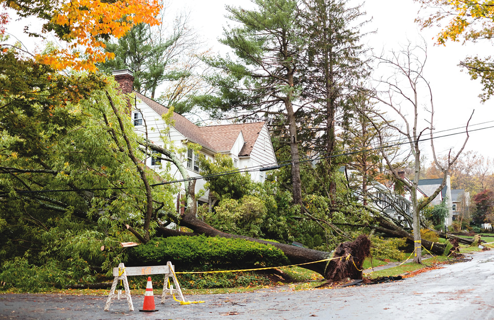 Hurricane Sandy took out a record number of trees in New Jersey.