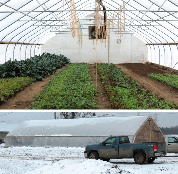 Neighborhood Farm is able to plant lettuce and cut greens for sale within three weeks. Radiant heat keeps the soil at 70° to 75°F