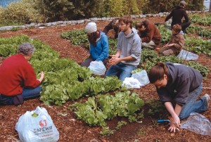 Quantifying the volume of urban agriculture confirms it as a substantial contribution to Chicago's total food production.