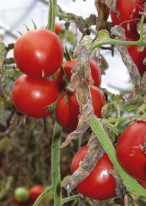 In the greenhouse, crop yield is strongly influenced by light, heat, water and nutrients. An AD bioenergy system can positively influence all of these factors.