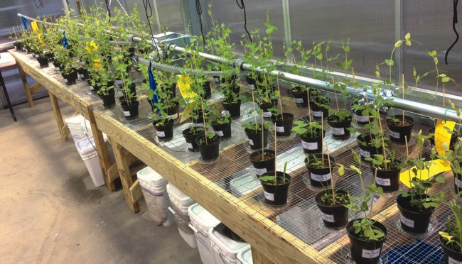 Green Mountain Compost conducts plant growth trials (example above) on all batches of compost now produced. Green Mountain Compost conducts plant growth trials (example above) on all batches of compost now produced.