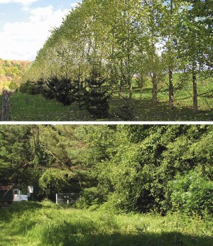 Figure 2. Vegetative canopies utilized for odor dispersion (recently planted and mature) Figure 2. Vegetative canopies utilized for odor dispersion (recently planted and mature)