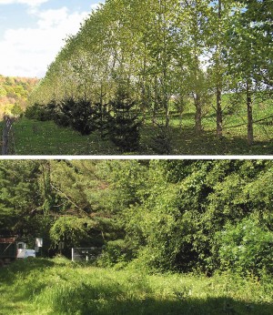 Figure 2. Vegetative canopies utilized for odor dispersion (recently planted and mature)