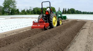 Compost was added to strawberry beds at Heeman’s Farm in London, Ontario in early June at rates of 2 tons/acre and 4 tons/acre. The compost was rototilled into the rows, which then were covered with plastic mulch and planted.