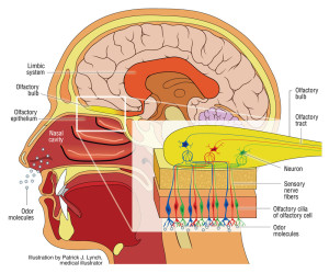 Human olfactory system