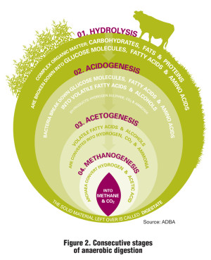 Figure 2. Consecutive stages of anaerobic digestion