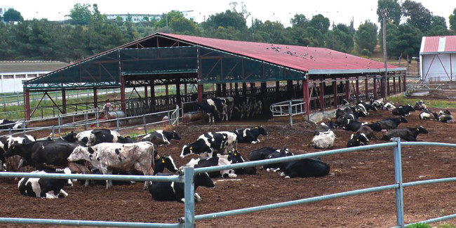 The farm includes 120 cows and 100 calves, as well as 22,000 turkeys and 15,000 chicken.