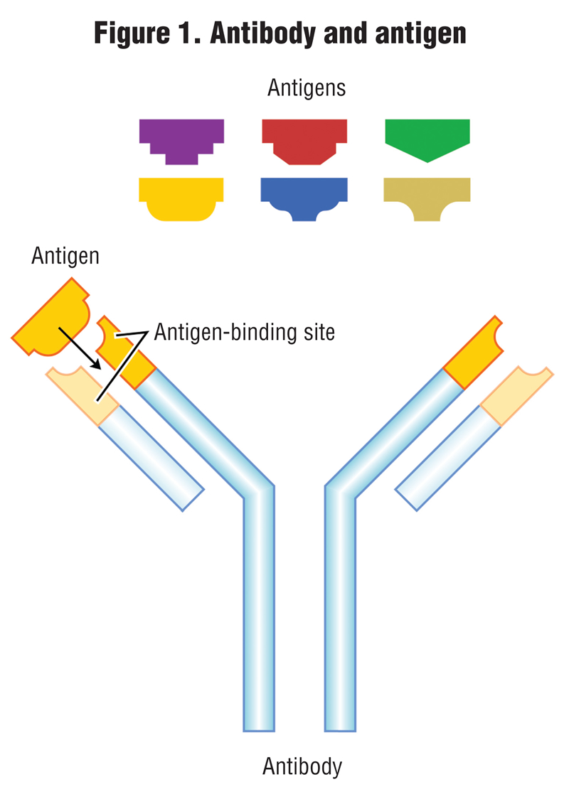 Figure 1. Antibody and antigen