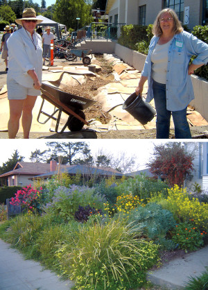 The City of Petaluma, Daily Acts and Sonoma Compost collaborate on lawn conversions that result in water-efficient landscapes. The top photo shows a conversion in process at the Cavenagh Recreation Center in Petaluma. The bottom photo shows the resulting landscape at a residence.