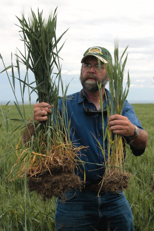 The wheat yield increase across all harvests was 16 percent due to higher water holding capacity. (Image courtesy of King County Wastewater)