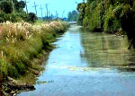 Excess nutrients in storm water runoff and groundwater seepage fertilize freshwater aquatic plants growing in the canals. These plants travel into the Indian River Lagoon, disrupting the ecosystem. 