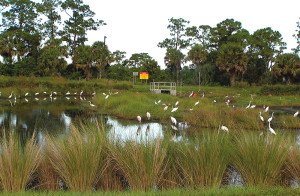 Water from the polishing ponds flows into the 3-acre Wood Stork Habitat, where many species of birds have been sighted. Clean water from the habitat then flows via canals into the lagoon.
