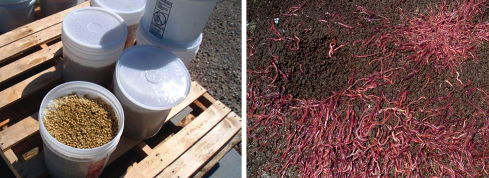 Each worm bed is able to process 500 to 600 lbs of food scraps every 2 to 3 weeks. (4) The current estimate for the number of worms (in total) is over four million.