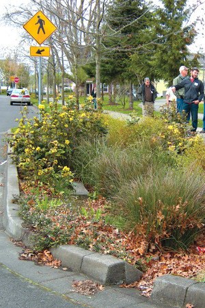 A bioretention swale, with curb cutouts, diverts storm water on city streets.
