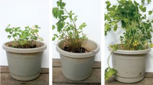 In 2013, Cenergy put its product through the ultimate growth test — a 9th grade science fair project. Trials were done using Chinese parsley, planted in a leading brand of organic potting soil (left), soil from the flower bed of the student’s mother (center), and Magic Dirt (right).