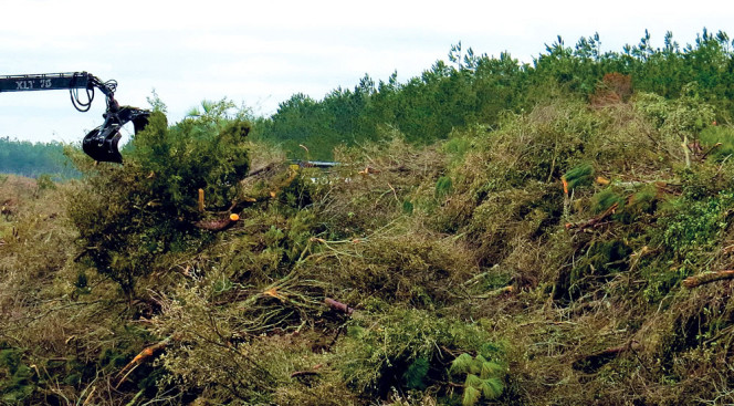 storm debris wood compost