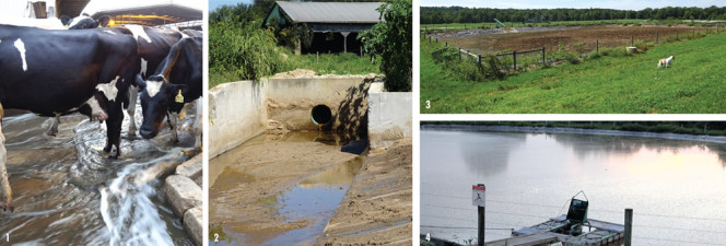 Digested effluent comes down the alleys (1) and washes out sand and manure to a sand lane (2). Sand is scraped out to dry and reused as bedding, and the liquid flows to a settling pond (3) before it is pumped into the digester (top of page). Effluent from the digester flows down to the holding pond (4), and is then pumped back up to the barns to flush the alleys.