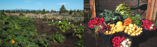 A vegetable garden at the composting site demonstrates the benefits of using compost — and produces about 1,200 pounds of produce annually, which is donated to a local food bank.