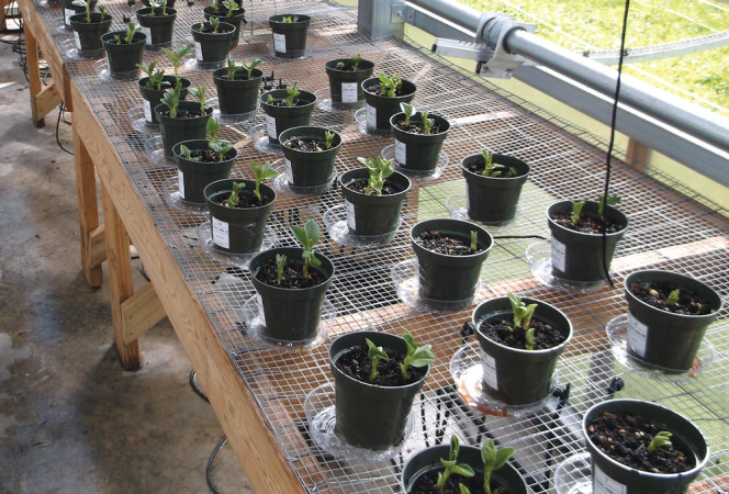 Green Mountain Compost (GMC) conducts its own bioassays, testing every 100 cubic yards of compost produced using red clover and fava beans.