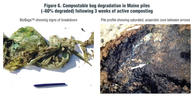 Figure 6. Compostable bag degradation in Maine piles (~60% degraded) following 3 weeks of active composting