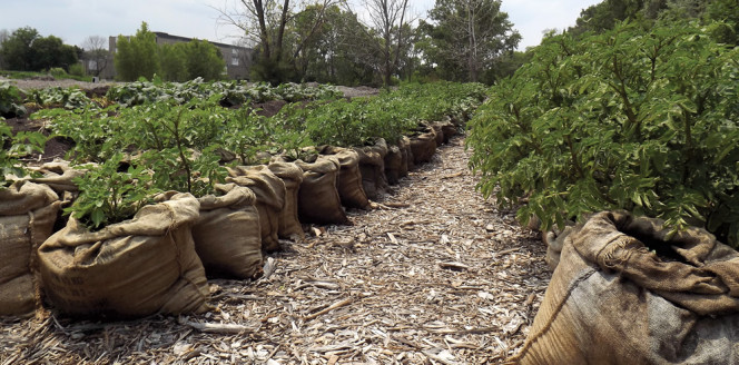 To create the urban farm, about 3-feet of wood chips were laid down on the parking lot and then raised beds were created using certified organic compost. A variety of potatoes grown in a “contained” raised bed to facilitate harvesting are shown.