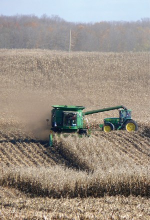 Crops that need a lot of nitrogen, such as corn (above), may need commercial fertilizer in addition to compost. For orchard crops, such as cherries and apples, compost alone can provide all necessary fertilization.