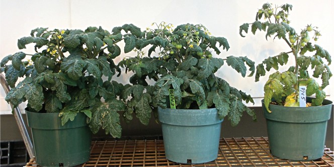 Tomato growth four weeks after transplant. Left: 100% potato digestate; Middle: 50:50 digestate and vermiculite; Right: 50:50 peat and vermiculite