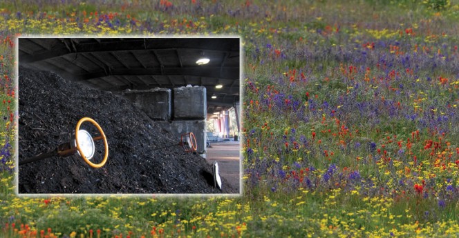 Applying compost made from the base’s food scraps and wood chips on prairie plots and scattering the larval and nectar host seeds led to spectacular growth. Photos by Aislin Gallagher and Rod Gilbert, JBLM