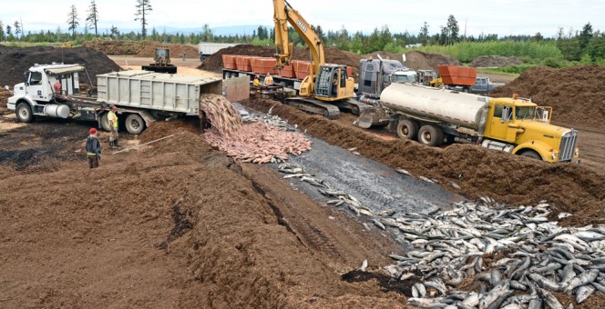 Earthbank Resource Systems receives wild and farmed salmon processing waste (offal) as well as mortalities (left). Fish waste is blended with carbon, and placed into a “block” that is capped with a mixed blend of wood waste and partially cured compost.