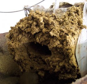 Digested dairy manure fibers (similar to those in photo) are being composted at Green Mountain Compost as part of a pilot project.