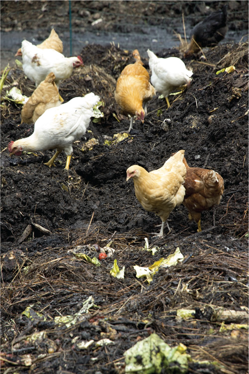 Incoming food scraps are consumed by Grow Farm’s flock of chickens, after which the chicken manure and remaining scraps are incorporated into a windrow.